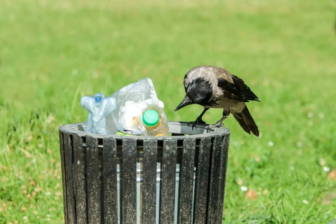 7 Ways To Scare Crows Away (And How To Use Them) Pest Pointers