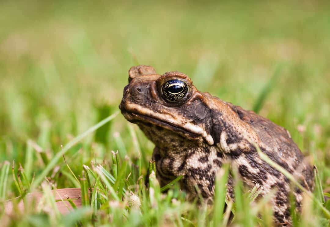 9 Ways To Stop Frogs From Croaking (And Get Them To Shut Up) Pest