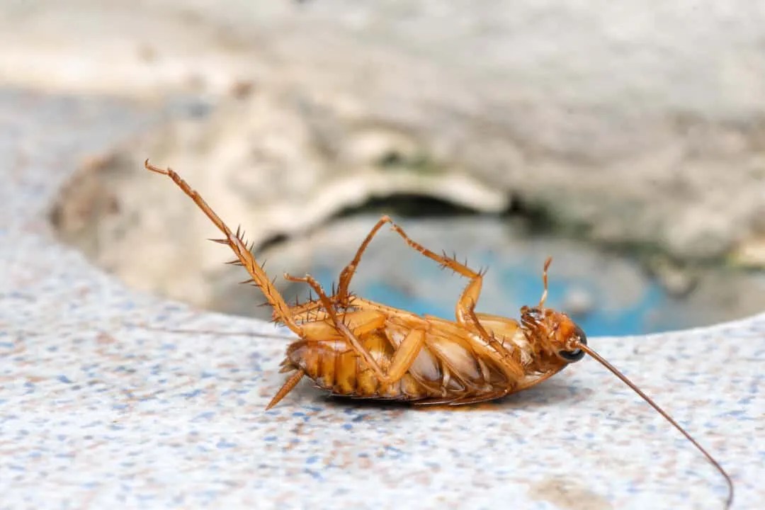 6 Simple Ways to Keep Cockroaches Away From Your Clothes Pest Pointers