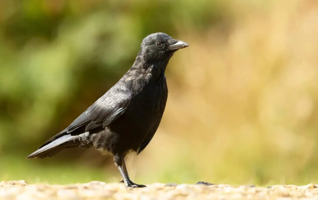 7 Ways To Scare Crows Away (And How To Use Them) Pest Pointers