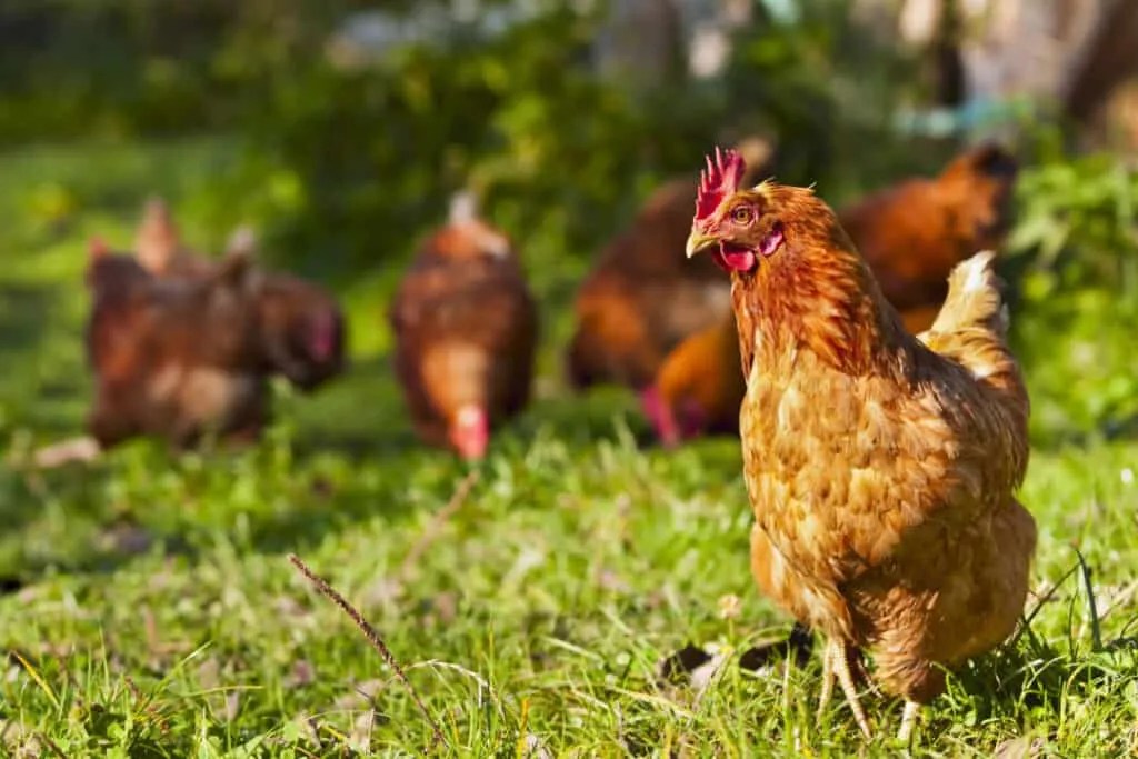 9 Scents That Chickens Hate (And How To Use Them) Pest Pointers