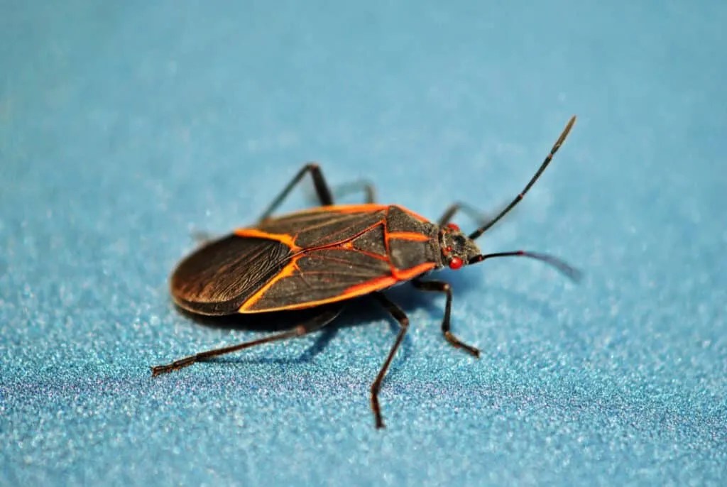 11 Scents That Boxelder Bugs Hate (And How To Use Them) Pest Pointers