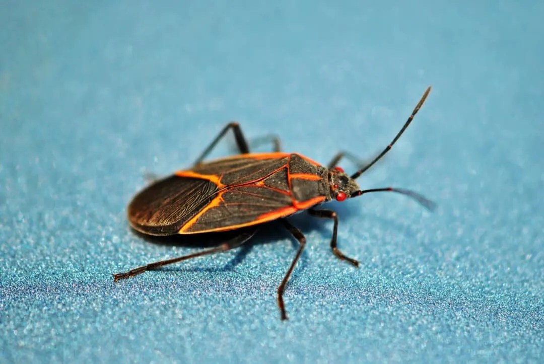 11 Scents That Boxelder Bugs Hate (And How To Use Them) Pest Pointers