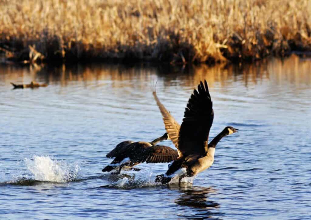 3 Sounds That Scare Geese Away (And Why They Work) Pest Pointers