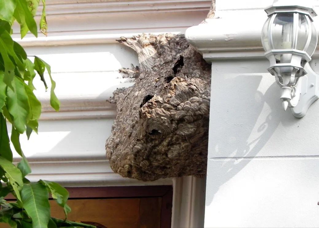 9 Ways To Get Rid Of Wasp Nests (Without Getting Stung) Pest Pointers