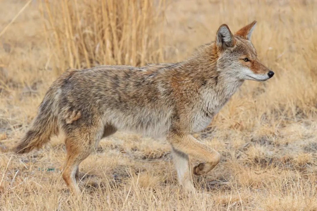 9 Simple Ways To Keep Coyotes Away From Your Cat Pest Pointers