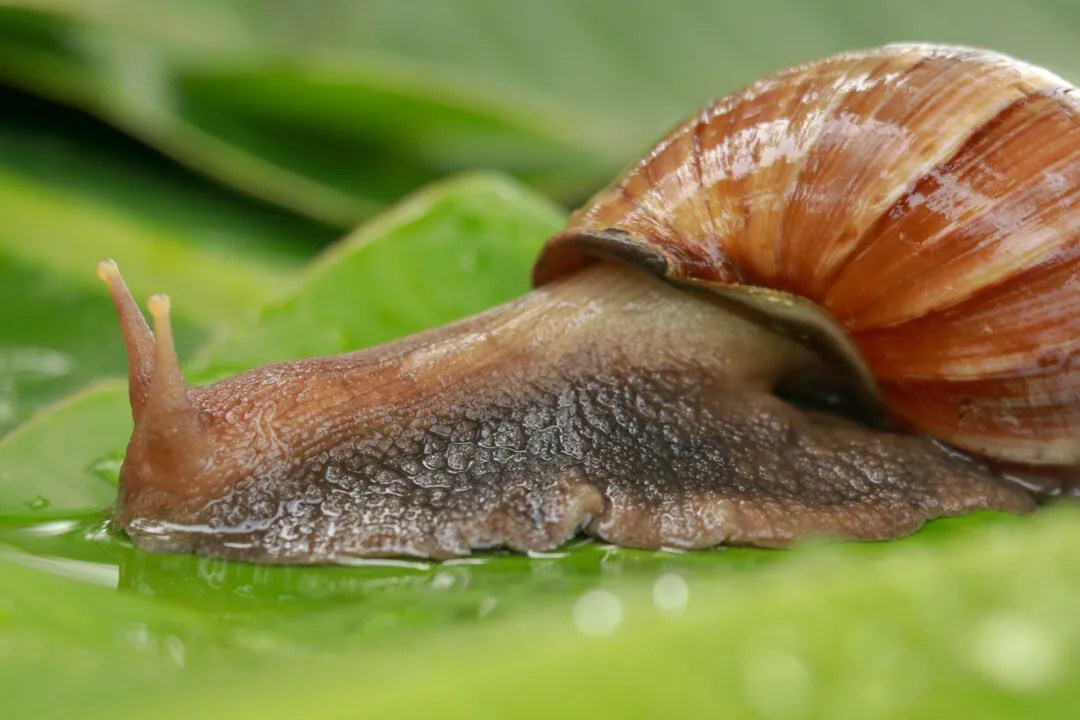 10 Scents That Snails Hate (And How To Use Them) Pest Pointers