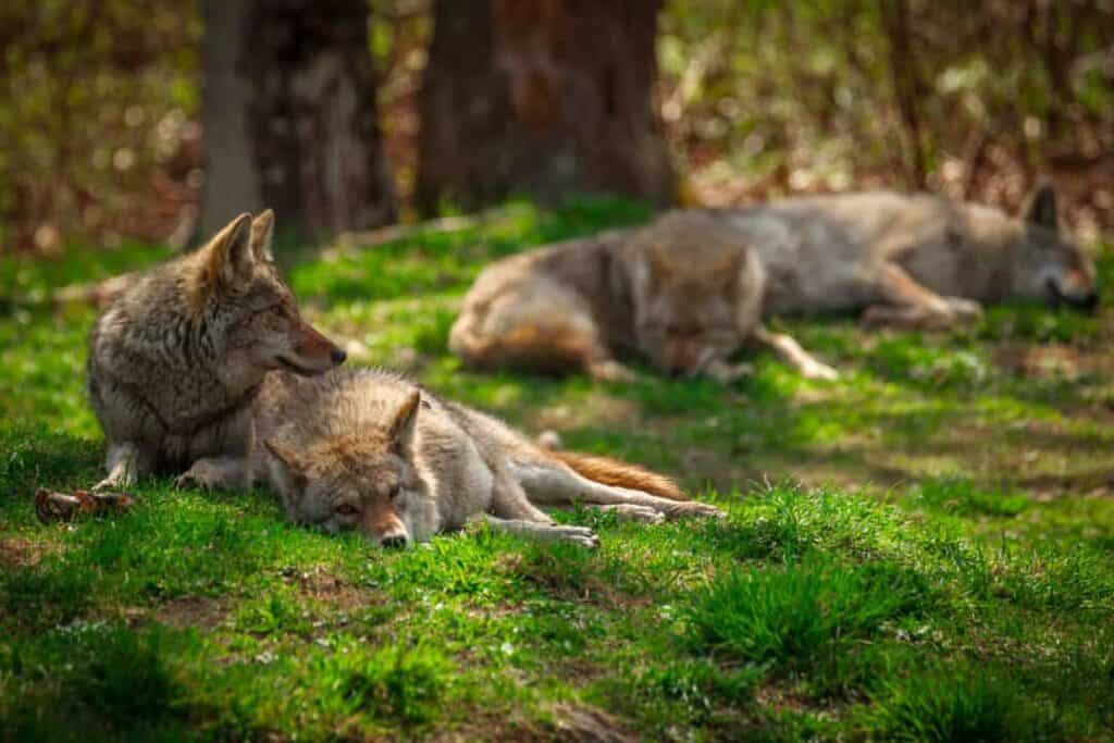 Are Coyotes Endangered? 10 Common Coyote Myths Debunked Pest Pointers