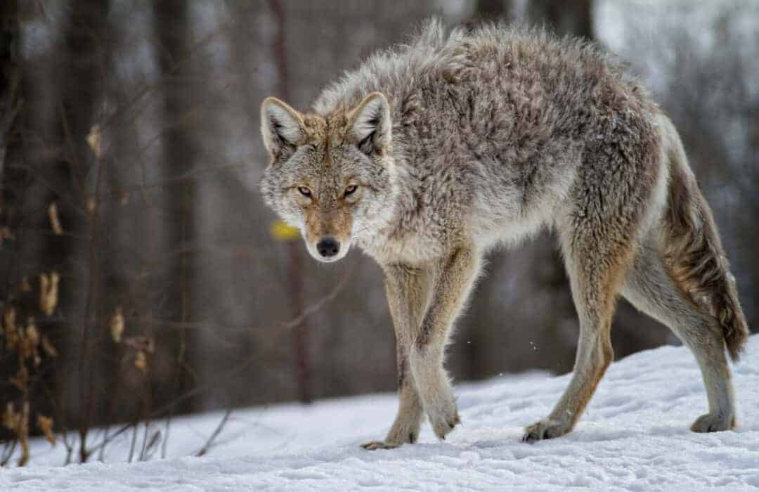 Are Coyotes Endangered? 10 Common Coyote Myths Debunked Pest Pointers