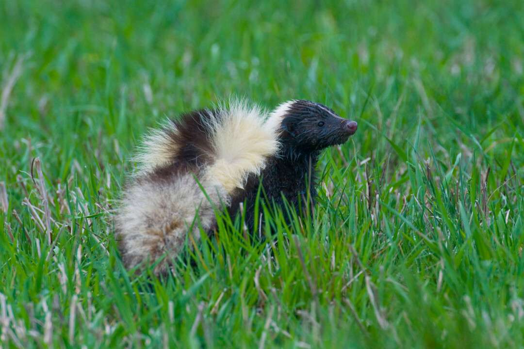 8 Signs Of A Skunk Den (And How to Find Them) Pest Pointers