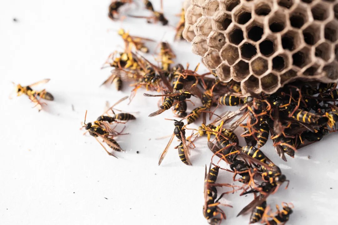 9 Ways To Get Rid Of Wasp Nests (Without Getting Stung) Pest Pointers