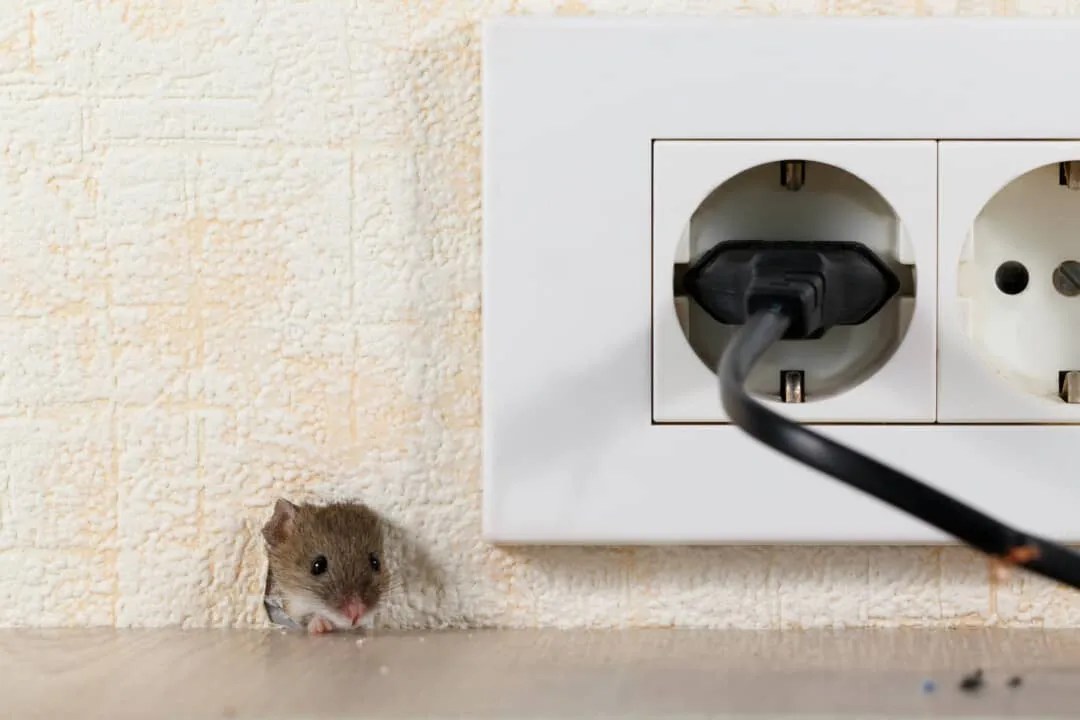 Aluminum Foil Why It Works To Keep Mice Away (And How!) Pest Pointers