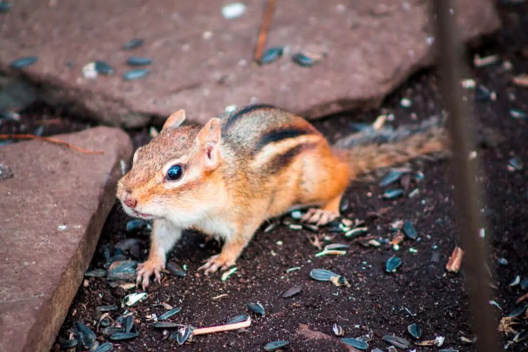 5 Best Ways to Fill Chipmunk Holes For Good Pest Pointers