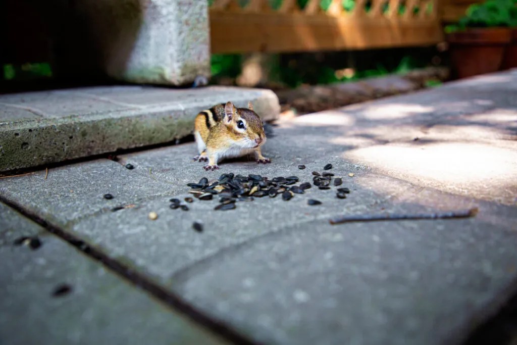 6 Easy Tips for Removing Chipmunks from Your Garage Pest Pointers
