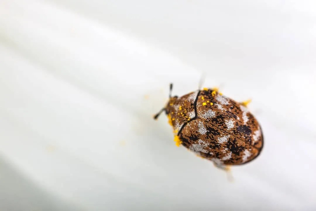 9 Best Carpet Beetle Sprays (And How To Use Them) Pest Pointers