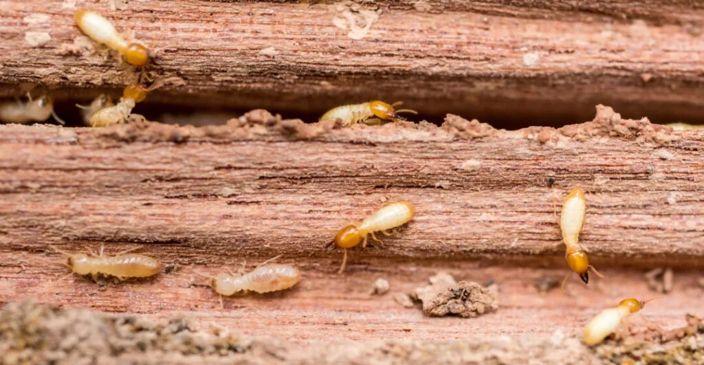 10 Ways Termites Spread From House To House Pest Pointers