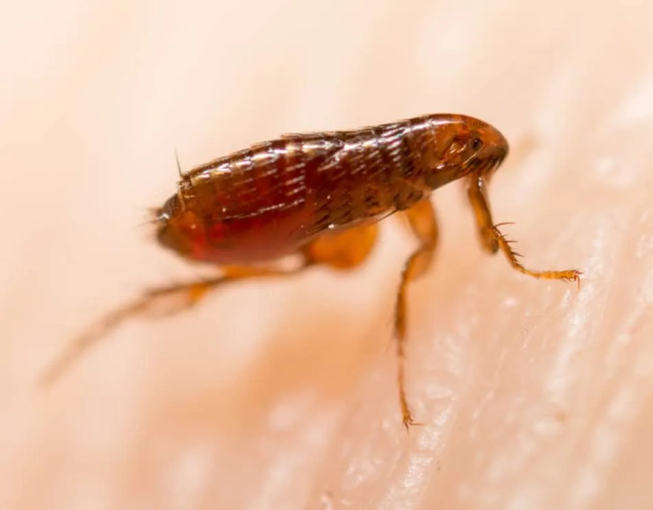 7 Ways Fleas Got Into Your House (And How To Get Them Out) Pest Pointers