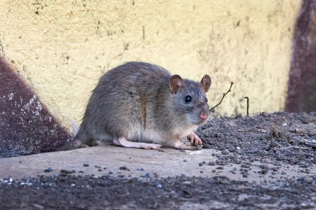 Here's Where Rats Really Go And Live During The Day Pest Pointers