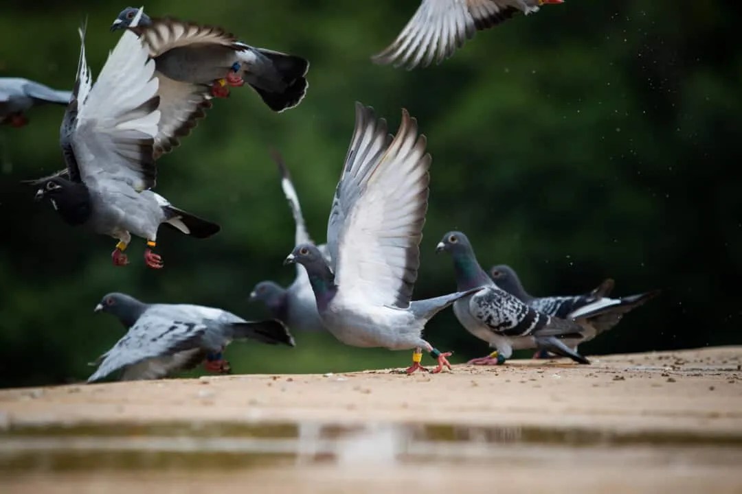 7 Sounds And Noises Pigeons Make (How To Identify Them) Pest Pointers