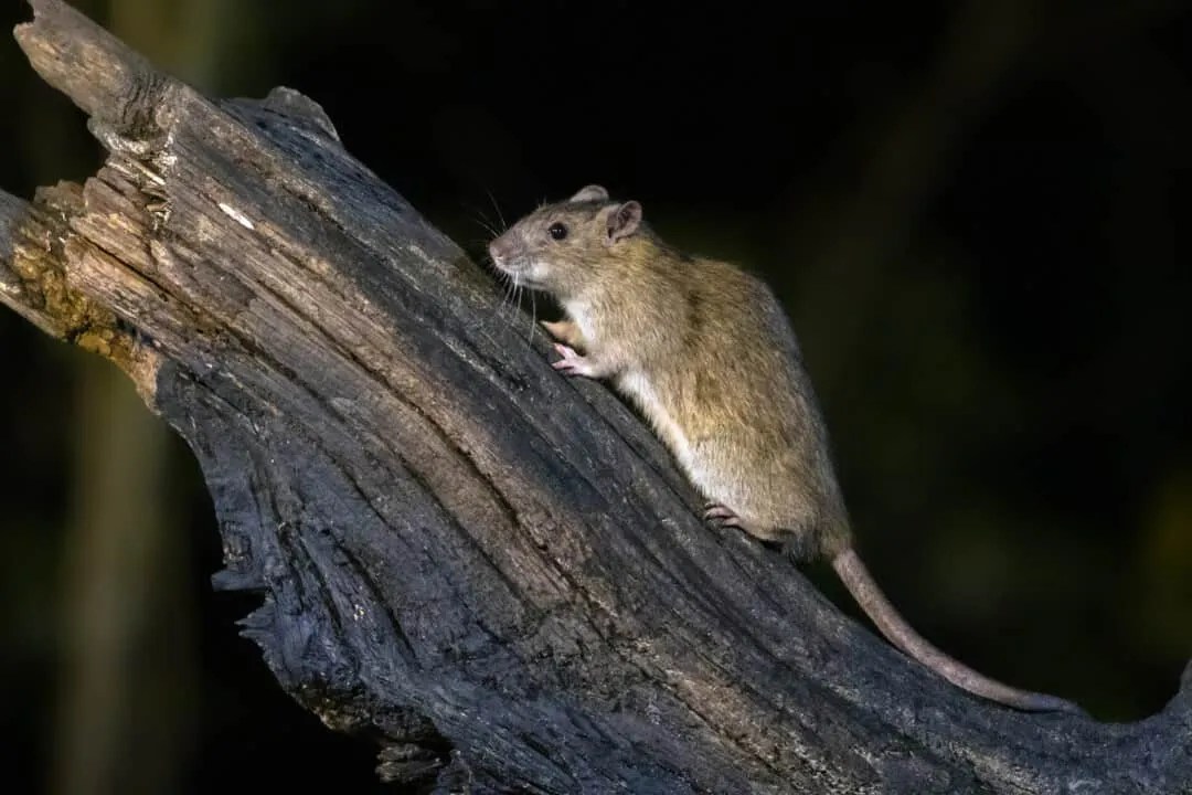 Here's Where Rats Really Go And Live During The Day Pest Pointers