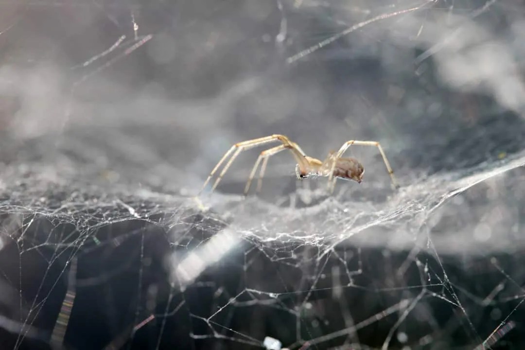20 Common Places Where Spiders Live in Your Home Pest Pointers