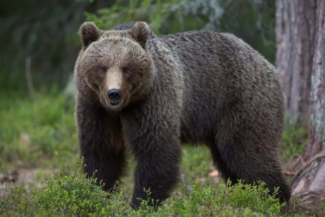 Why Bears Aren’t Scared of Fire (And What To Do Instead) Pest Pointers