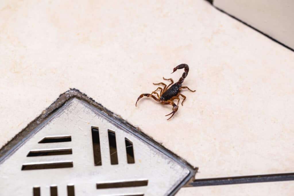 9 Places Where Scorpions Go During The Day Be Safe! Pest Pointers
