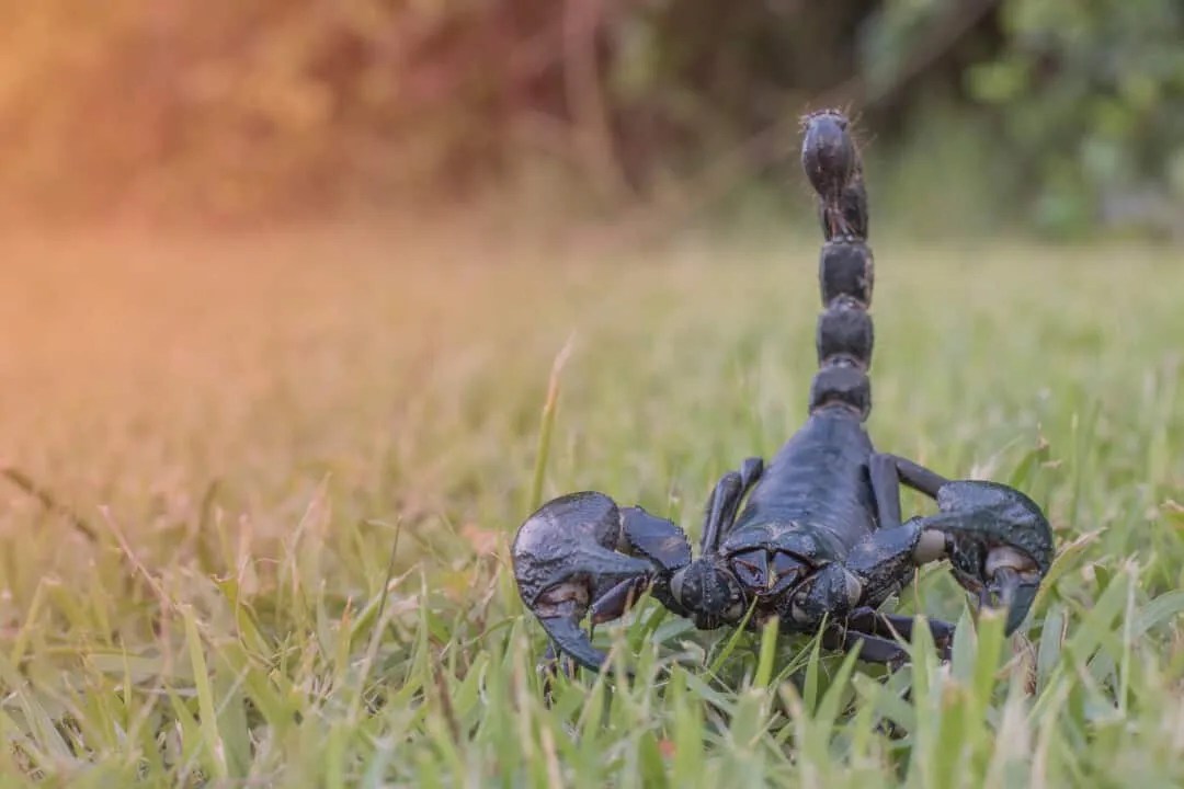 4 Things To Do If You Find A Scorpion In Your House Pest Pointers