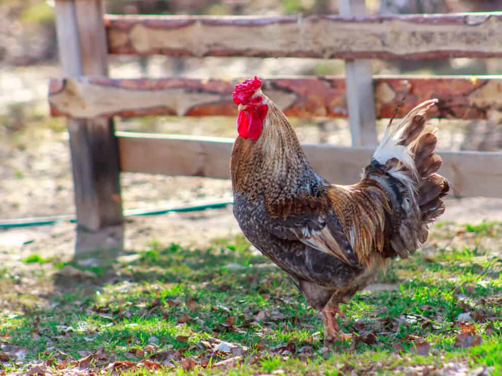 11 Best Ways To Stop Chickens From Pooping Everywhere Pest Pointers