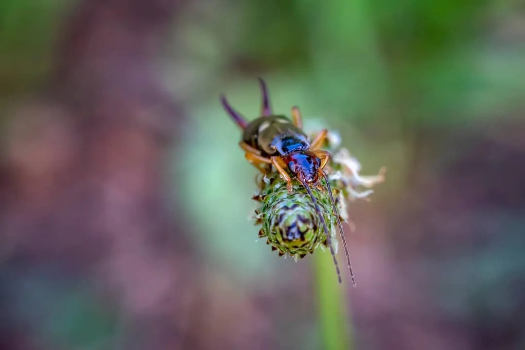 5 Common Plants That Earwigs Eat (And How To Stop Them) Pest Pointers