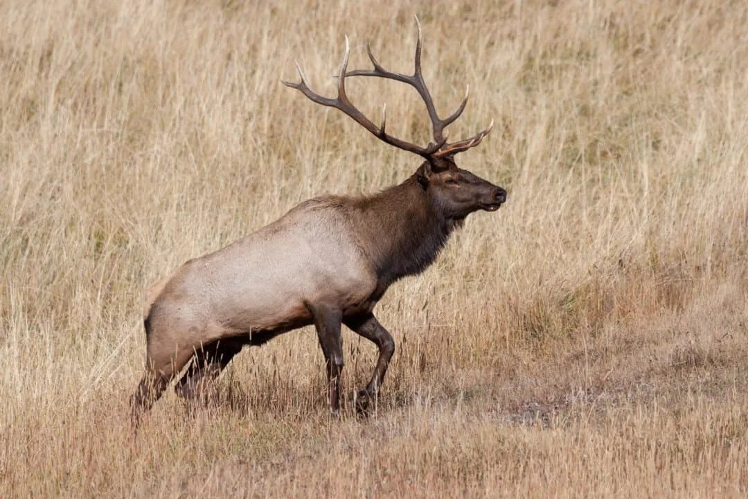 11 Animals That Eat Elk (Wilderness Meal Guide) Pest Pointers