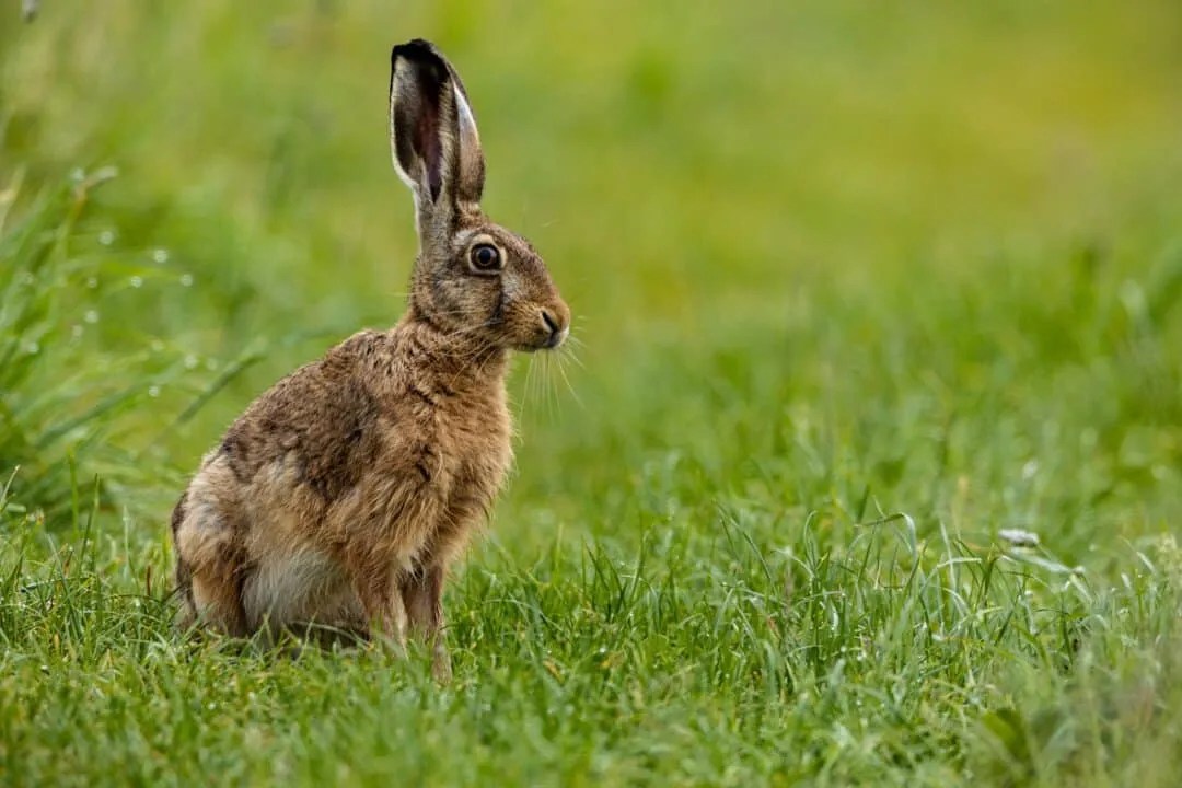 7 Sounds And Noises That'll Scare Rabbits Pest Pointers