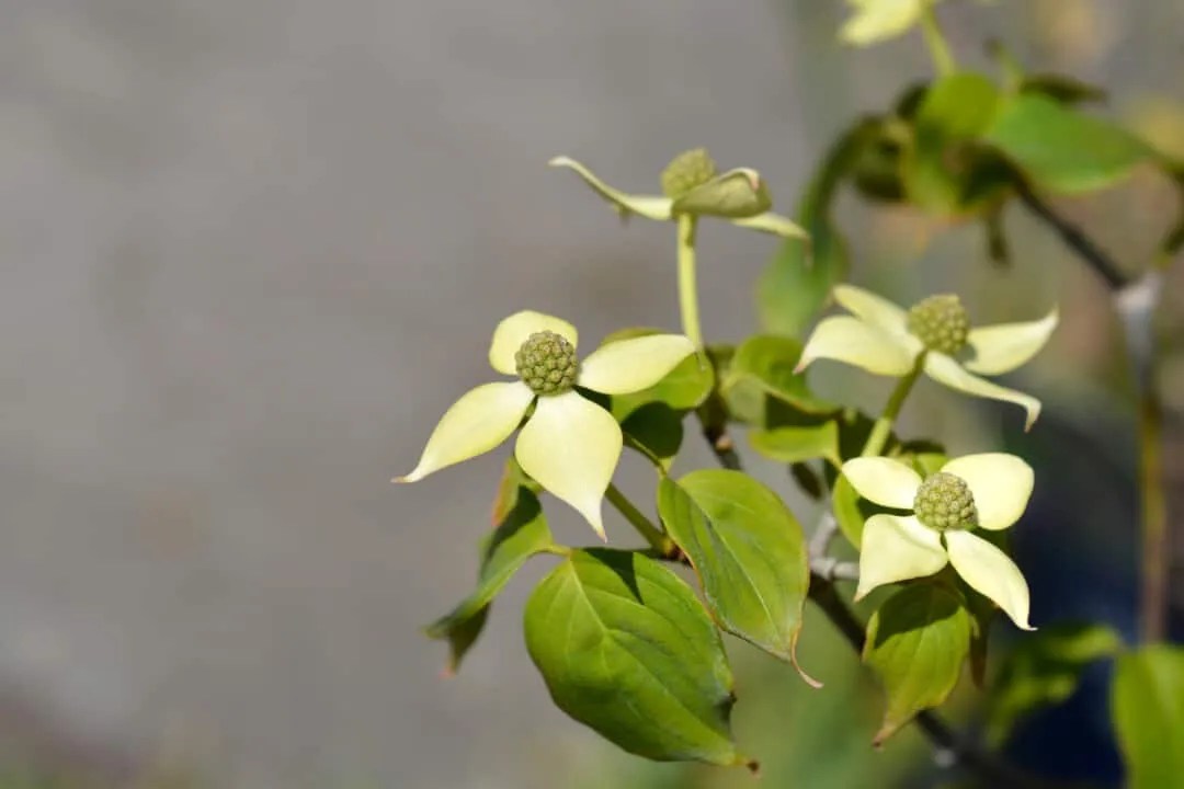 Why Linden Trees Are So Messy (And What To Plant Instead) Tree Journey