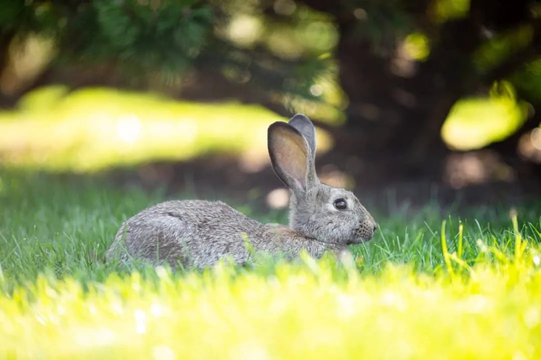7 Sounds And Noises That'll Scare Rabbits Pest Pointers