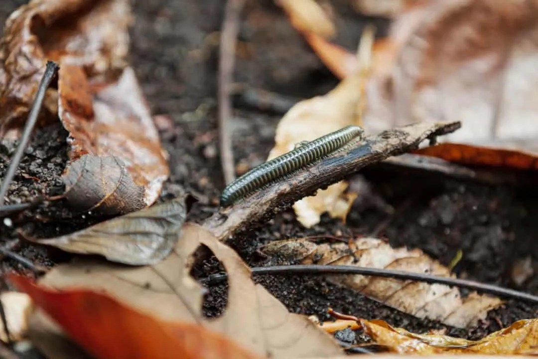 11 Common Things That Attract Millipedes To Your Home Pest Pointers
