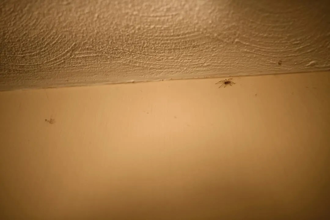 7 Reasons Why Spiders Are Inside Your Walls Pest Pointers