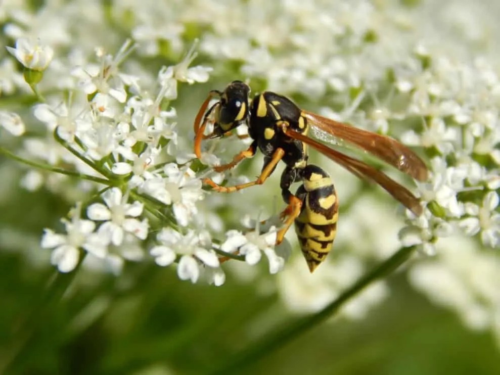 5 Colors Wasps Are Attracted To (And Why They Like Them) Pest Pointers