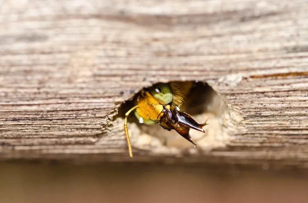 9 Simple Reasons Bees Are Flying Around Your Roof Pest Pointers