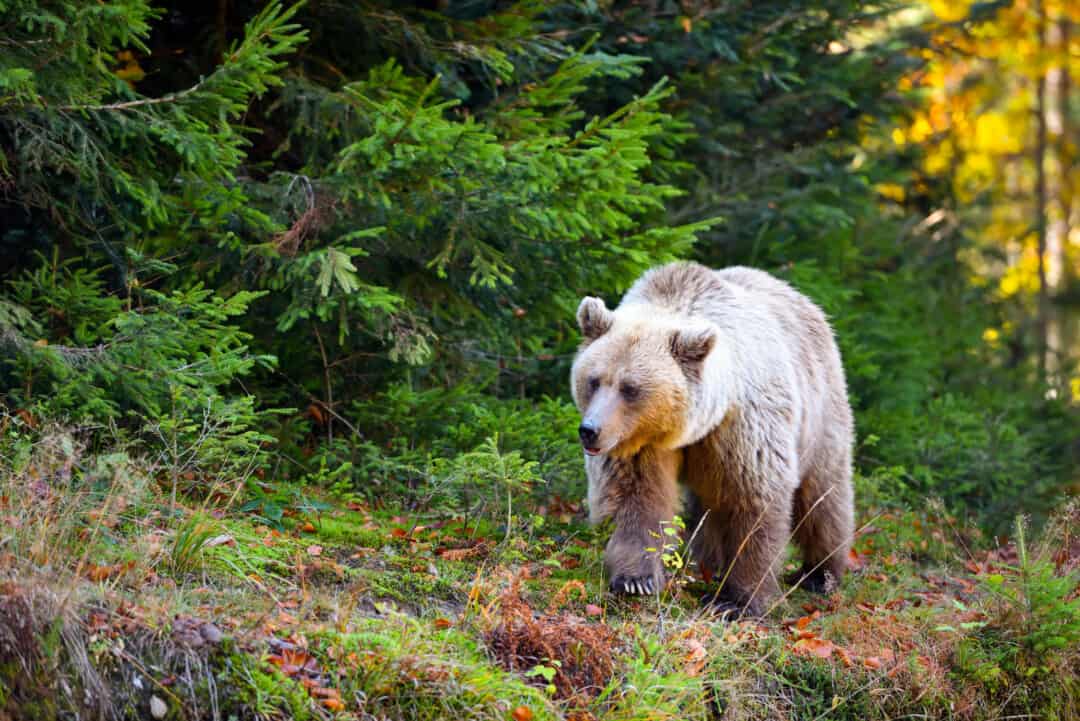 6 Effective Ways To Keep Bears Away From Your Garbage Pest Pointers