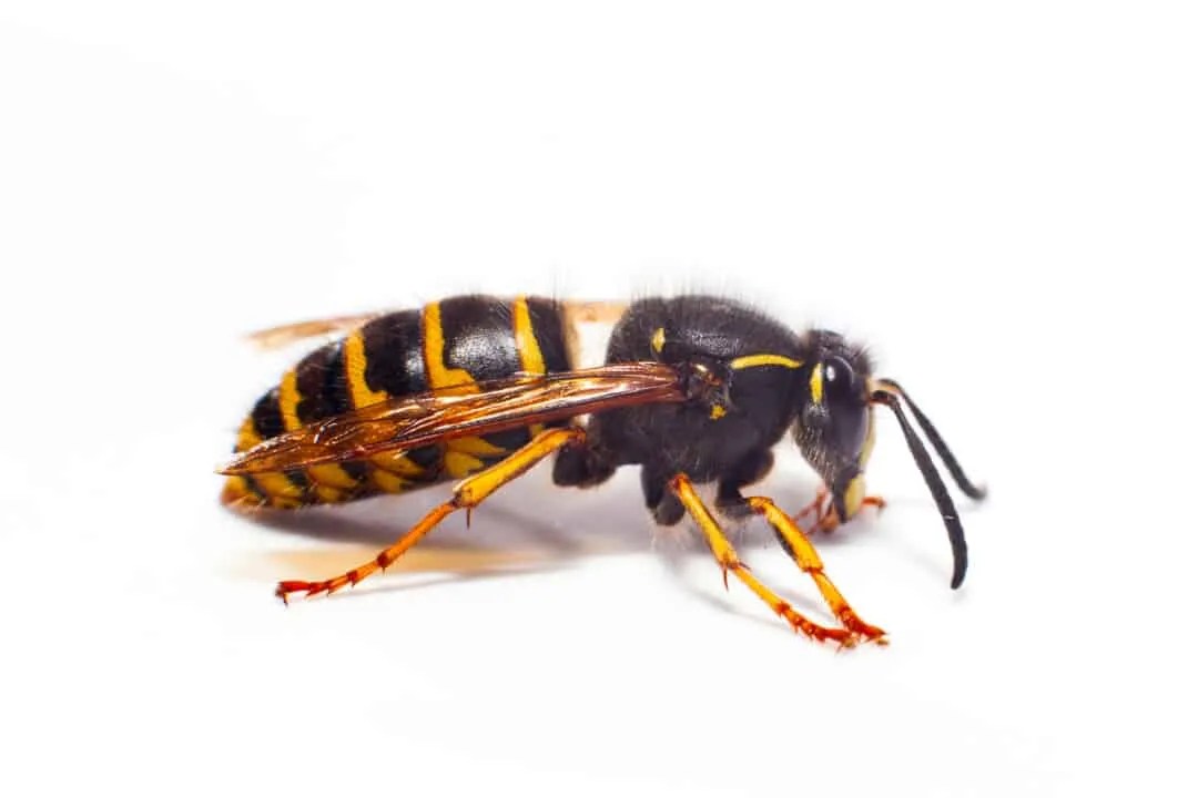 5 Colors Wasps Are Attracted To (And Why They Like Them) Pest Pointers