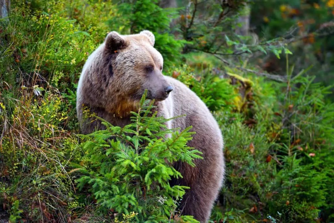 6 Effective Ways To Keep Bears Away From Your Garbage Pest Pointers
