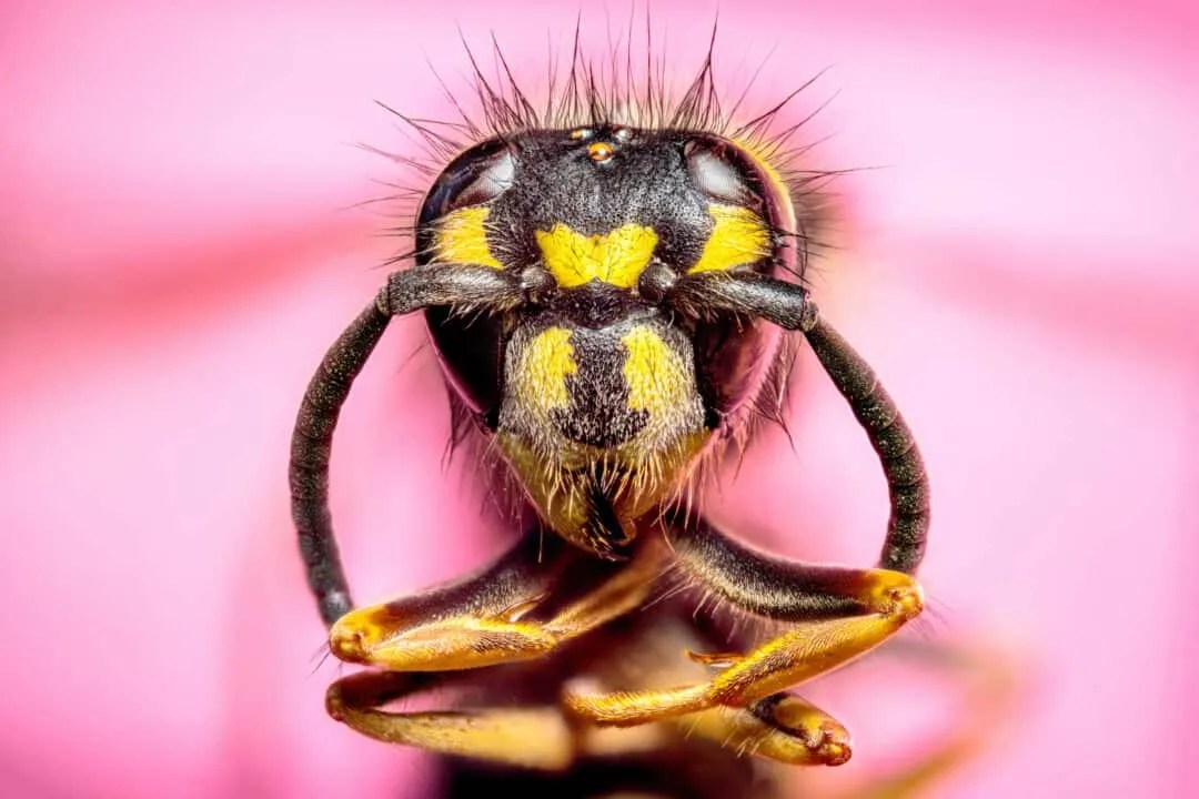 5 Colors Wasps Are Attracted To (And Why They Like Them) Pest Pointers