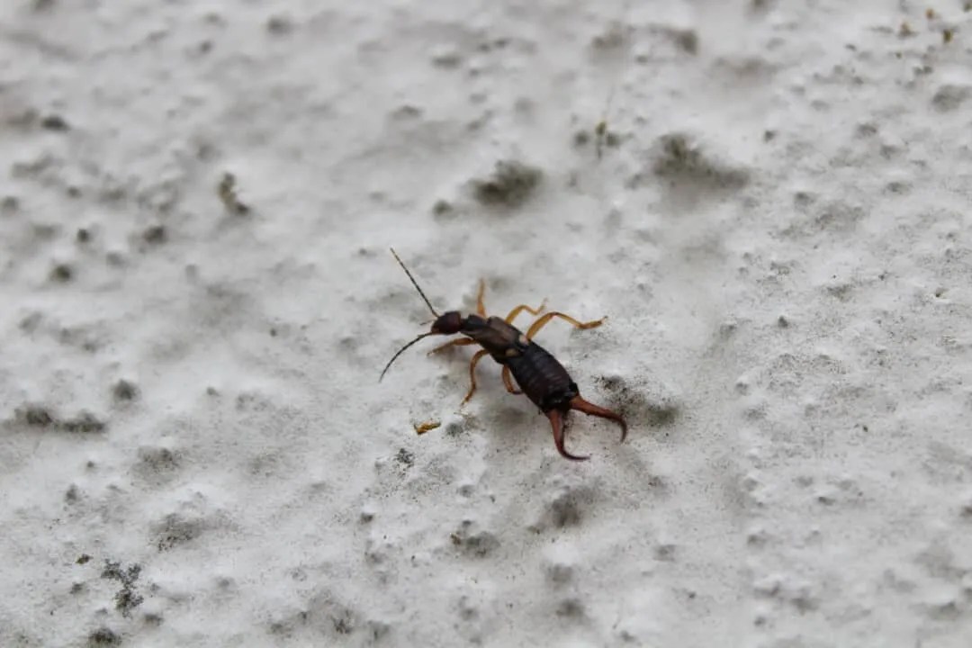 9 Most Common Places Where Earwigs Live In Your House Pest Pointers