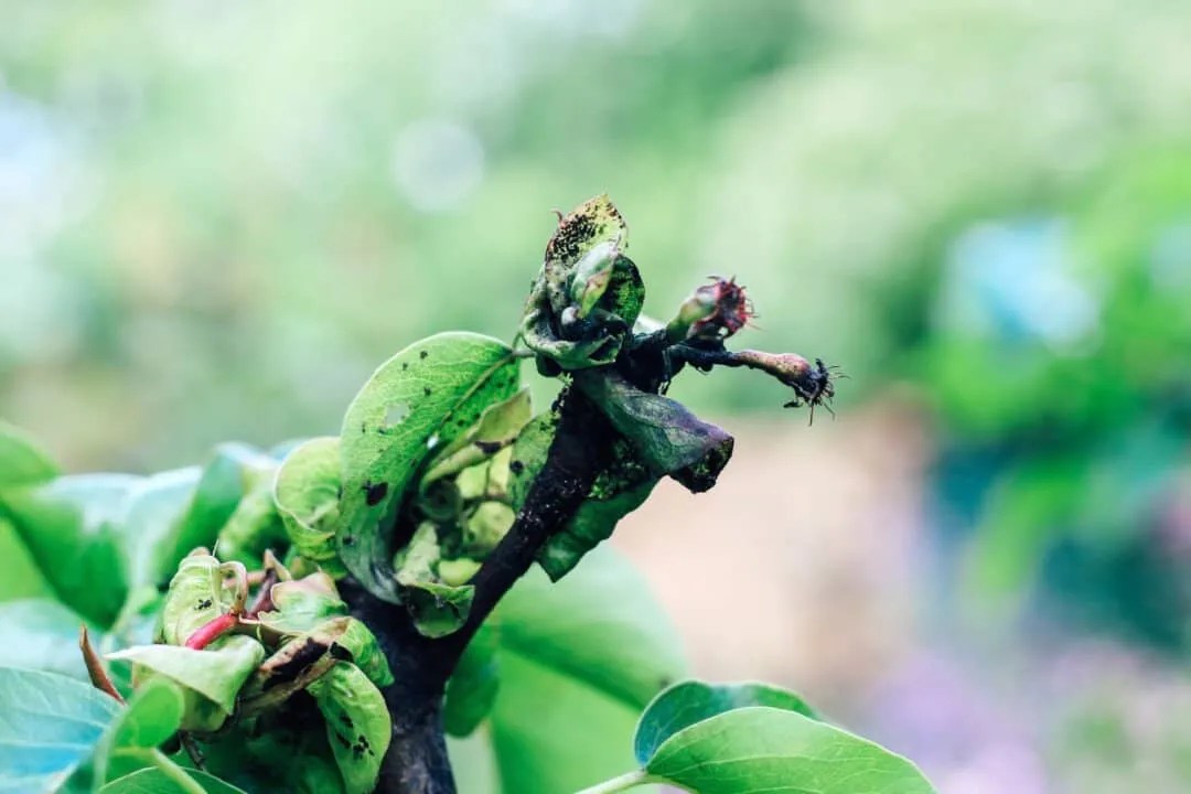 9 Flowers That Aphids Love (And How To Keep Them Away) Pest Pointers
