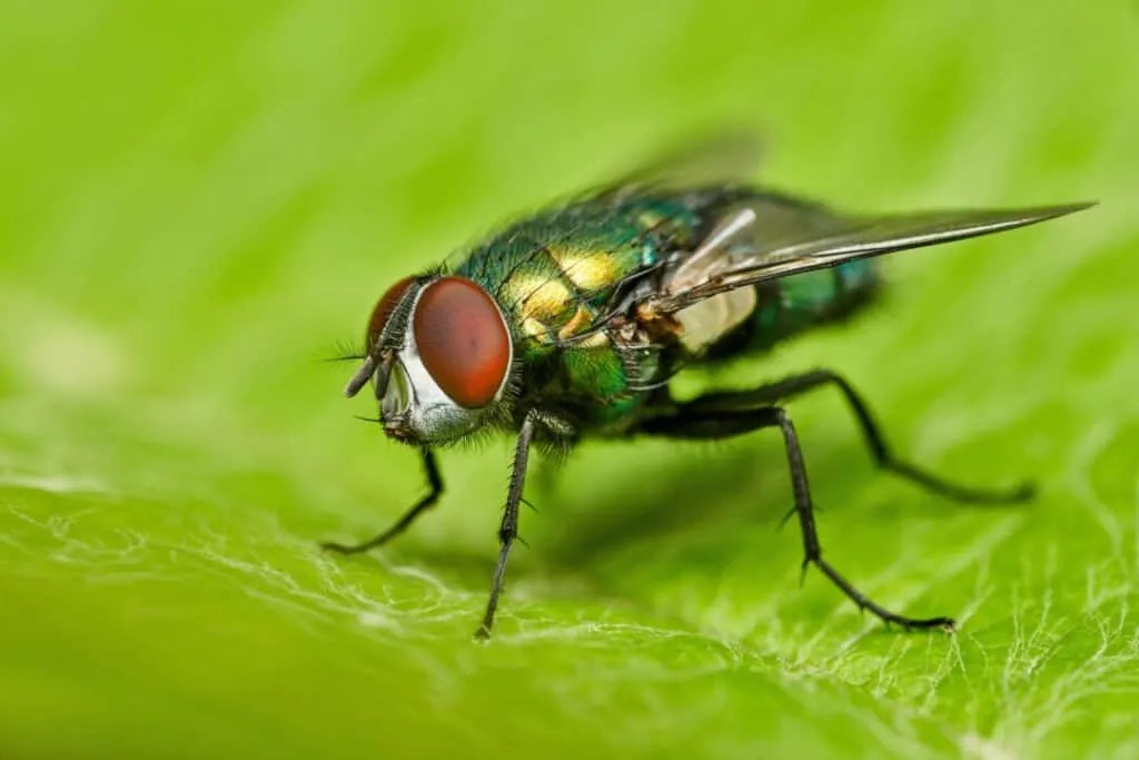7 Ways To Use Vinegar To Keep Flies Away Pest Pointers