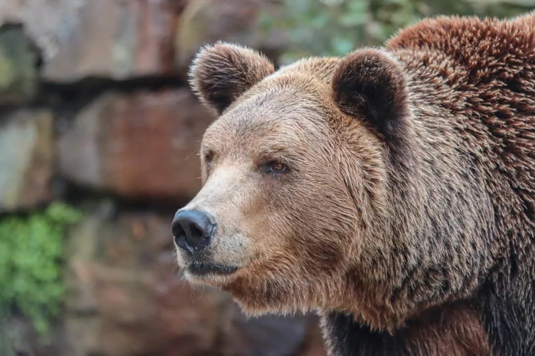 6 Effective Ways To Keep Bears Away From Your Garbage Pest Pointers