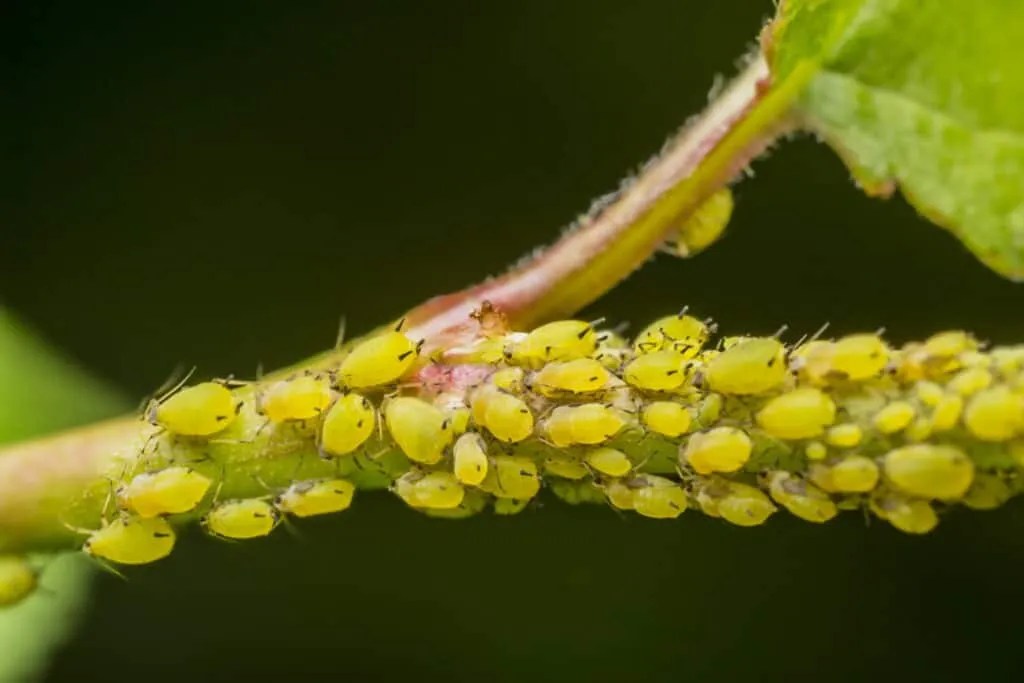 The List Of 16 Do Aphids Die In Winter