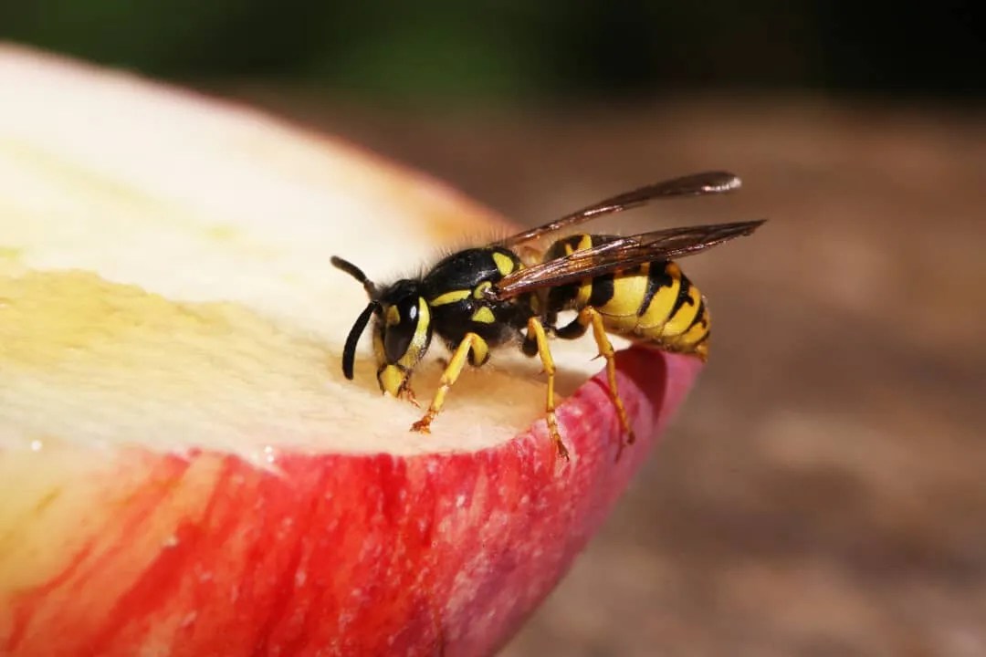 5 Colors Wasps Are Attracted To (And Why They Like Them) Pest Pointers