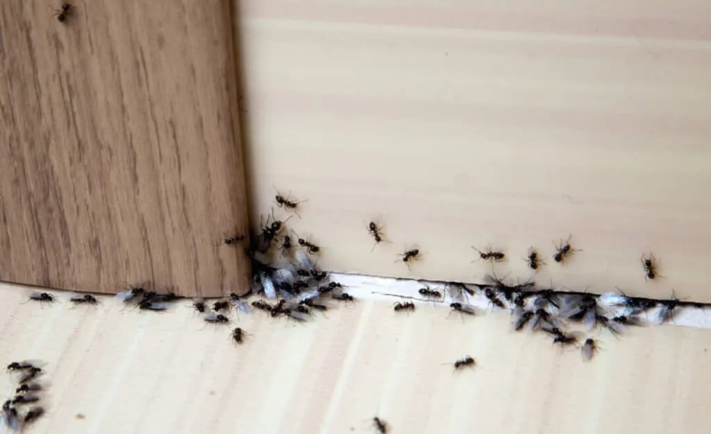 7 Candle Scents That Keep Ants Away (And How To Use Them) Pest Pointers