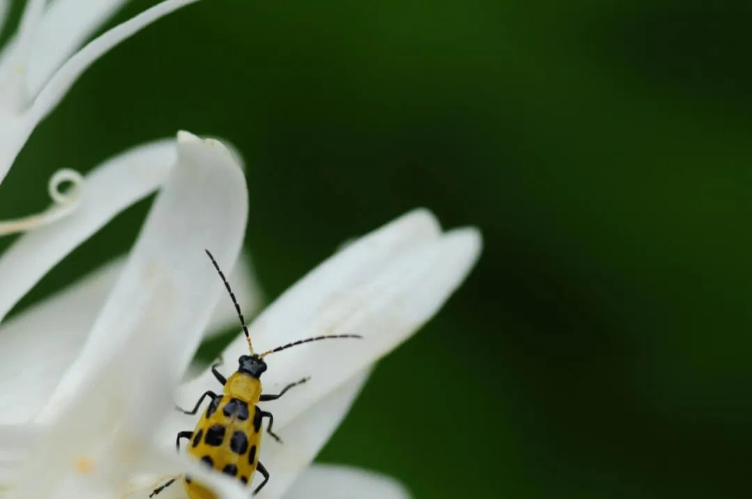 7 Bugs and Insects That Love Eating Pumpkins (Repel Them!) Pest Pointers